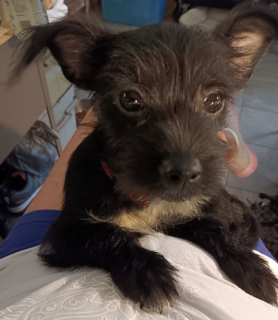 Enlarge Jewel, a Adopted mixed breed in Atlanta, GA image 4/6