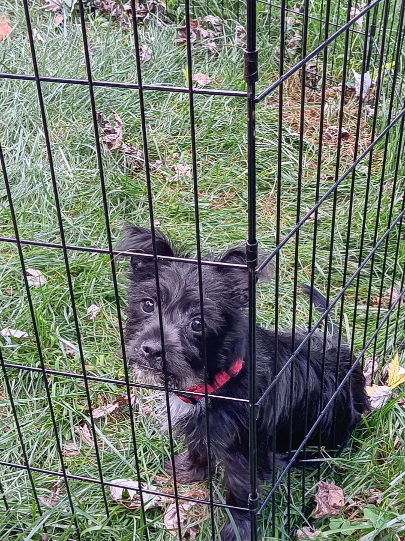 Enlarge Jewel, a Adopted mixed breed in Atlanta, GA image 5/6