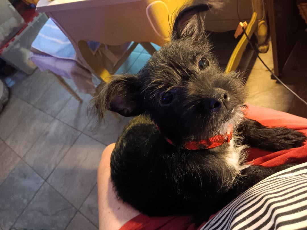 Enlarge Jewel, a Adopted mixed breed in Atlanta, GA image 6/6