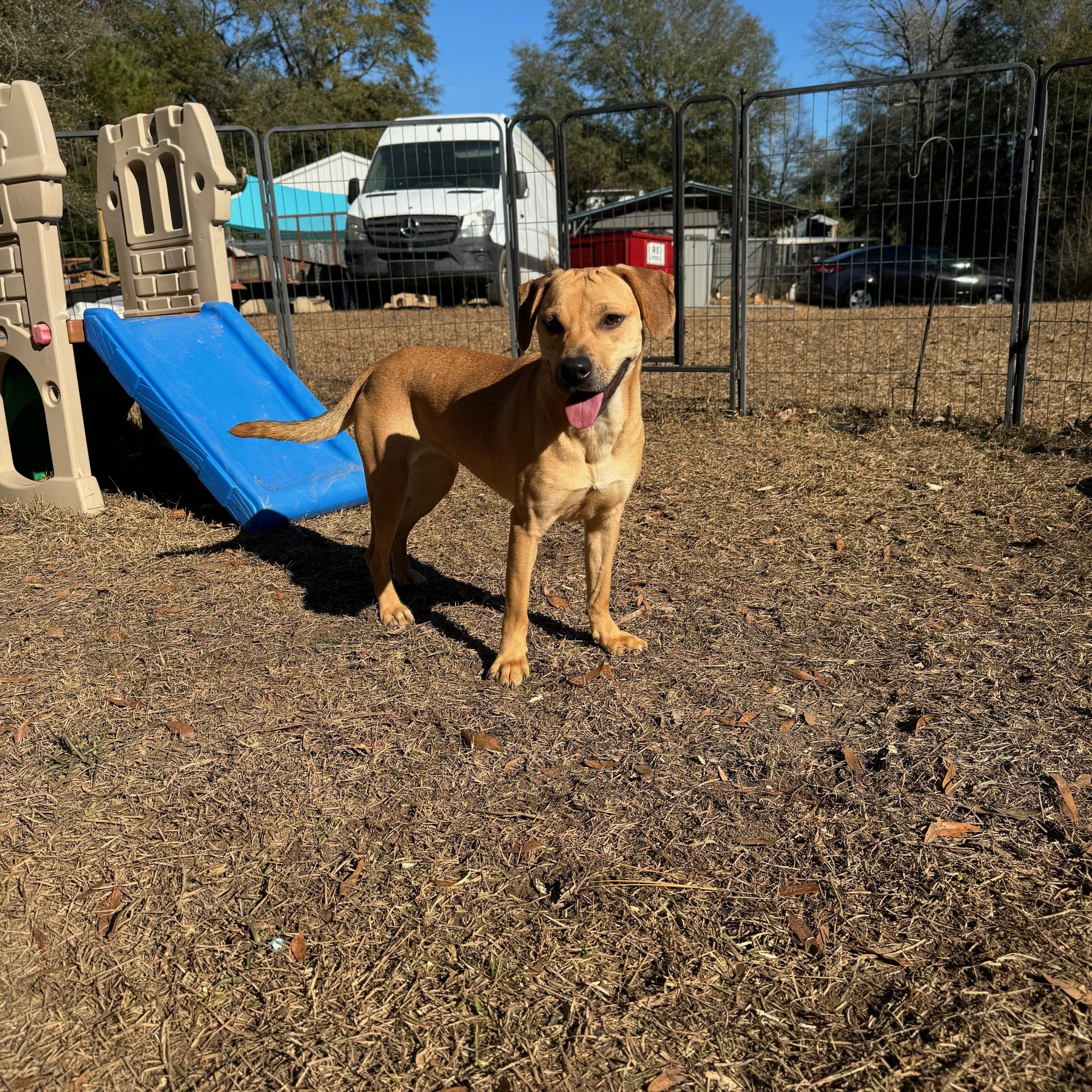 LIZZIE NO-BOREDOM, Young Female Black Mouth Cur