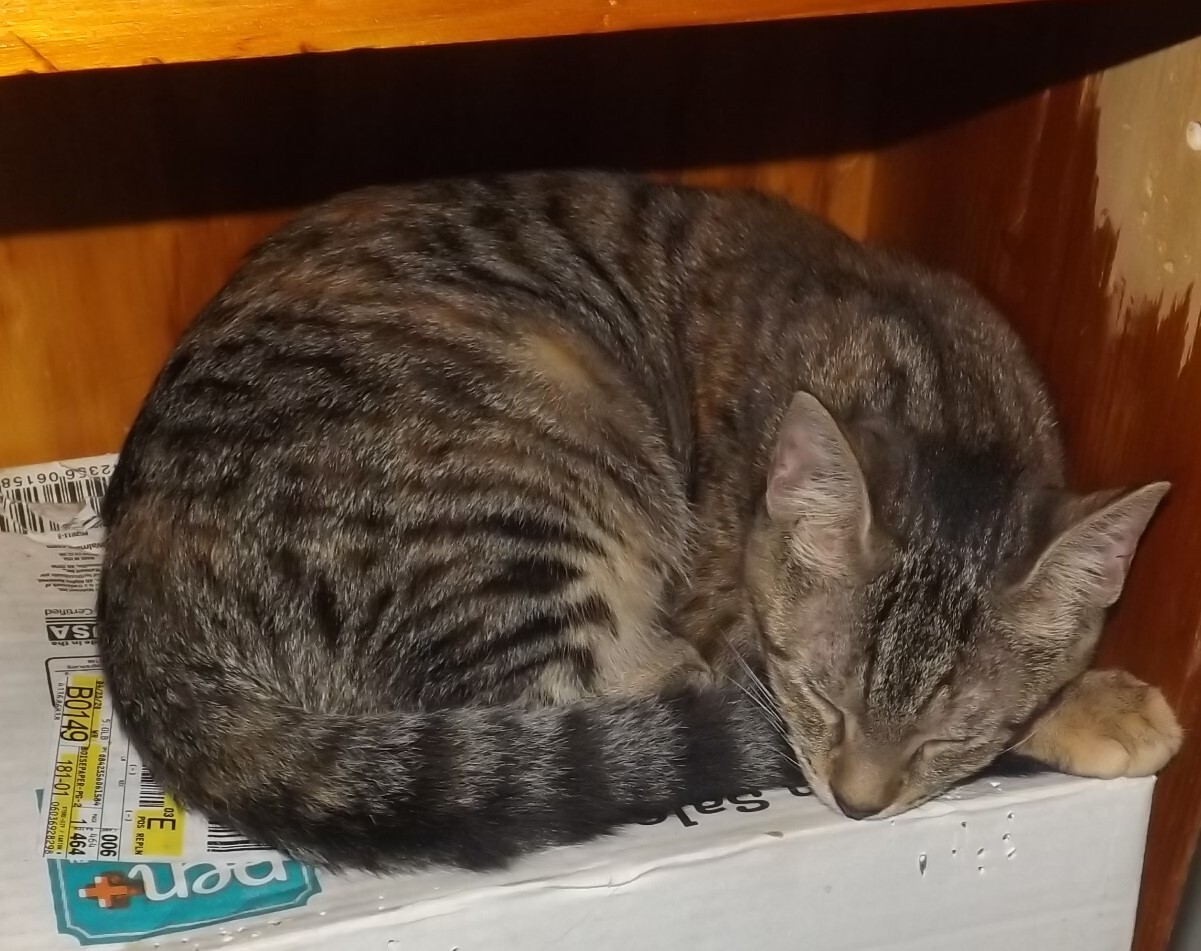 Dusty, a Adoptable mixed breed in Simms, TX image 1/2