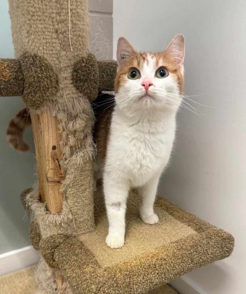 Enlarge Neucah Uno, a Adoptable mixed breed in Winnipeg, MB image 1/1