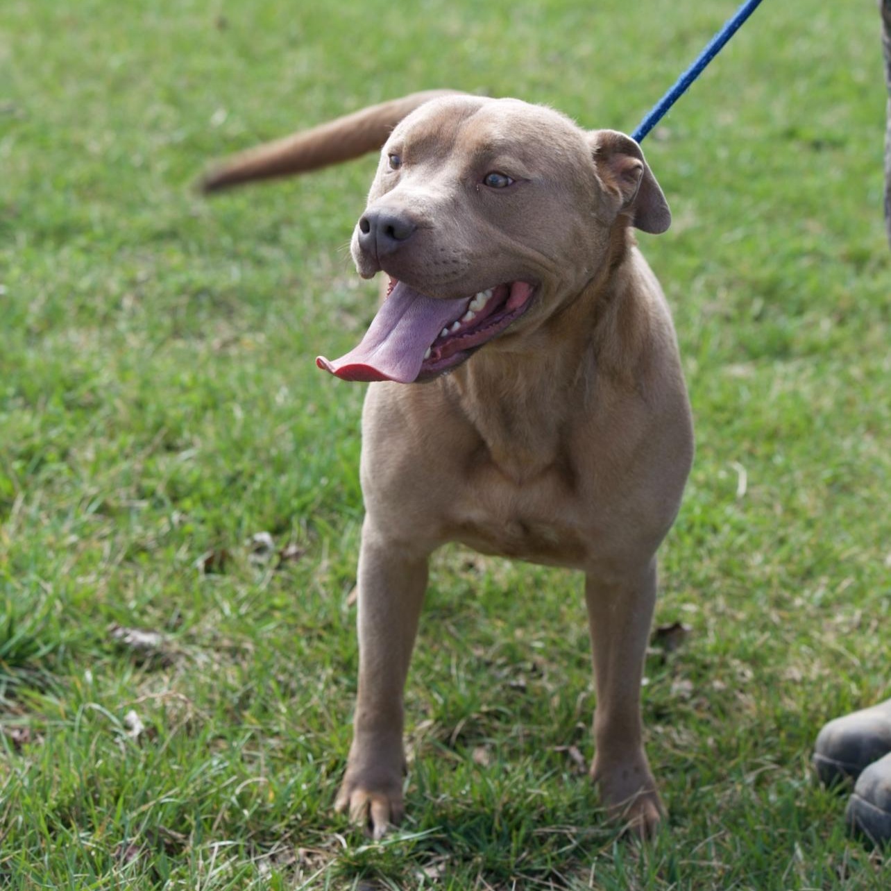 Enlarge Boog, an adopted mixed breed in Mount Sterling, KY image 2/2