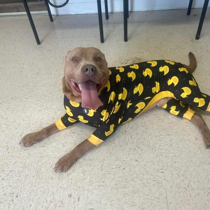 Boog, adopted, Adult Male Pit Bull Terrier & Affenpinscher.