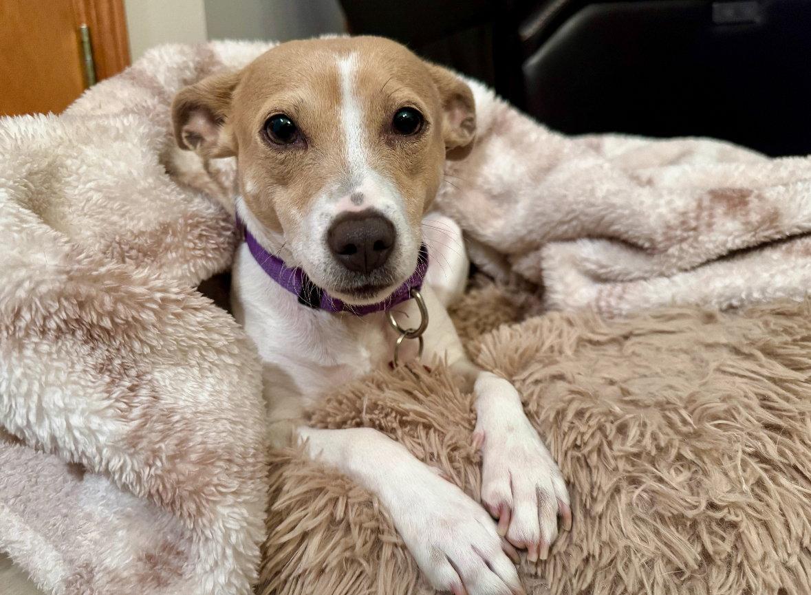 Enlarge Mama Peaches, a Adoptable Chihuahua in Grafton, WI image 1/3