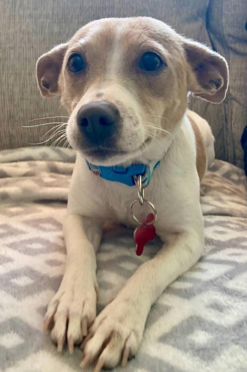 Enlarge Mama Peaches, a Adoptable Chihuahua in Grafton, WI image 3/3