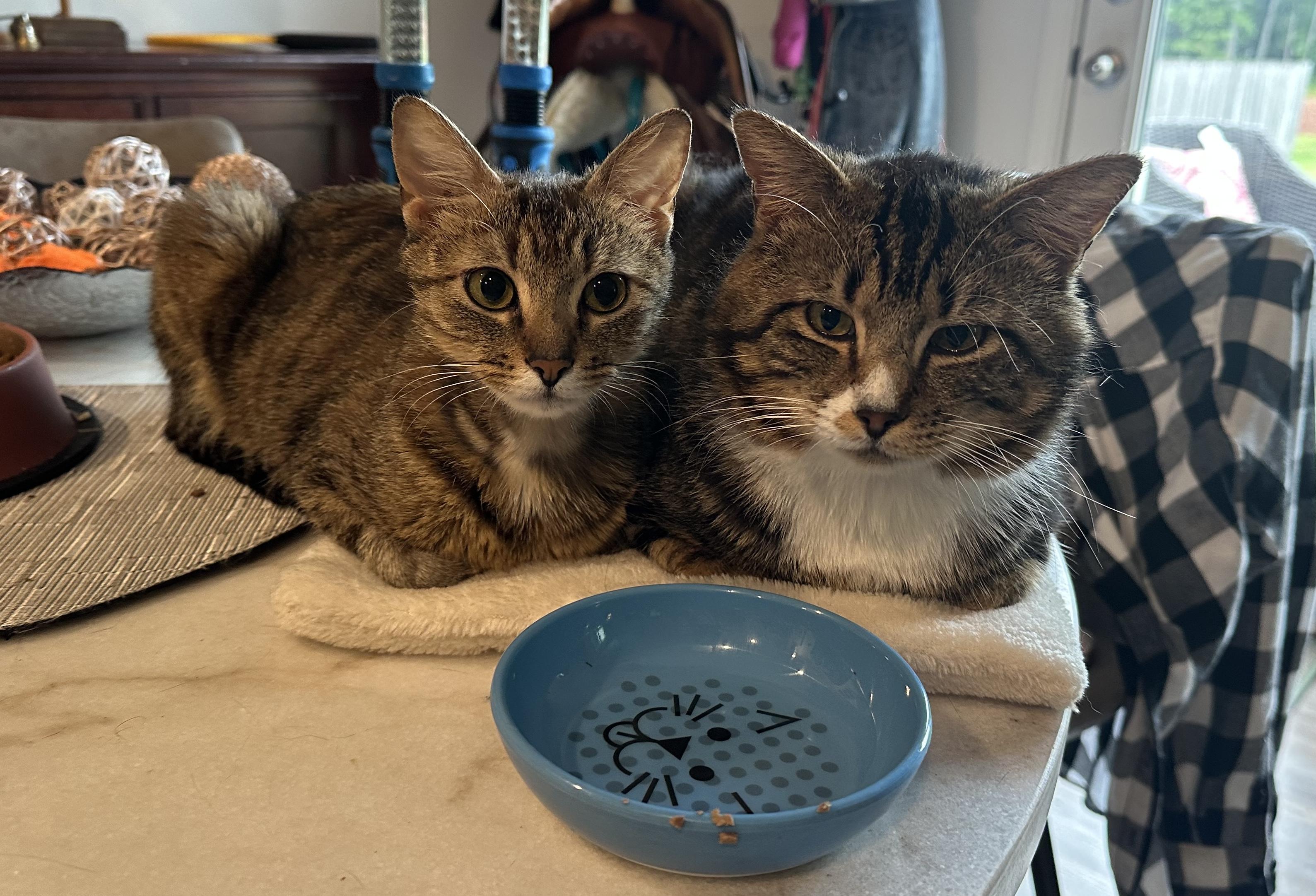 McCall & Reginald- The lady and the tramp