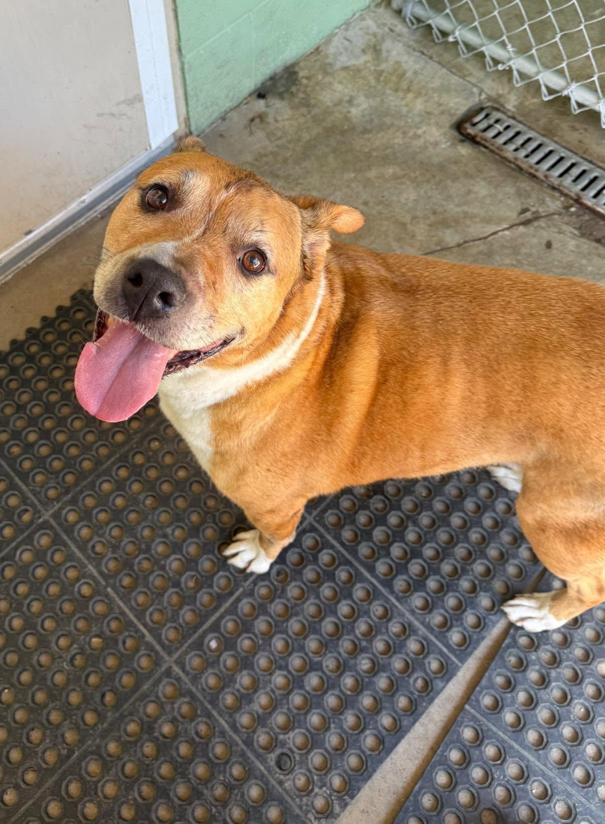 Francis, ADOPTABLE, Senior Male Labrador Retriever.