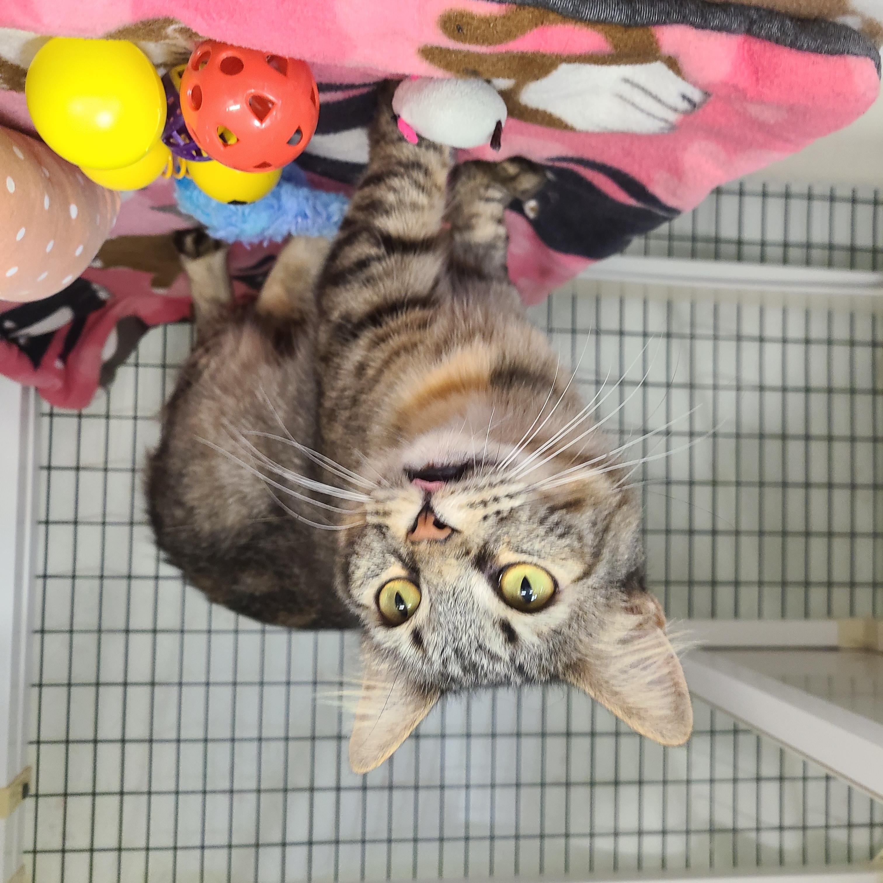 Fern, a ADOPTABLE Domestic Medium Hair in Kirkland, WA image 2/2