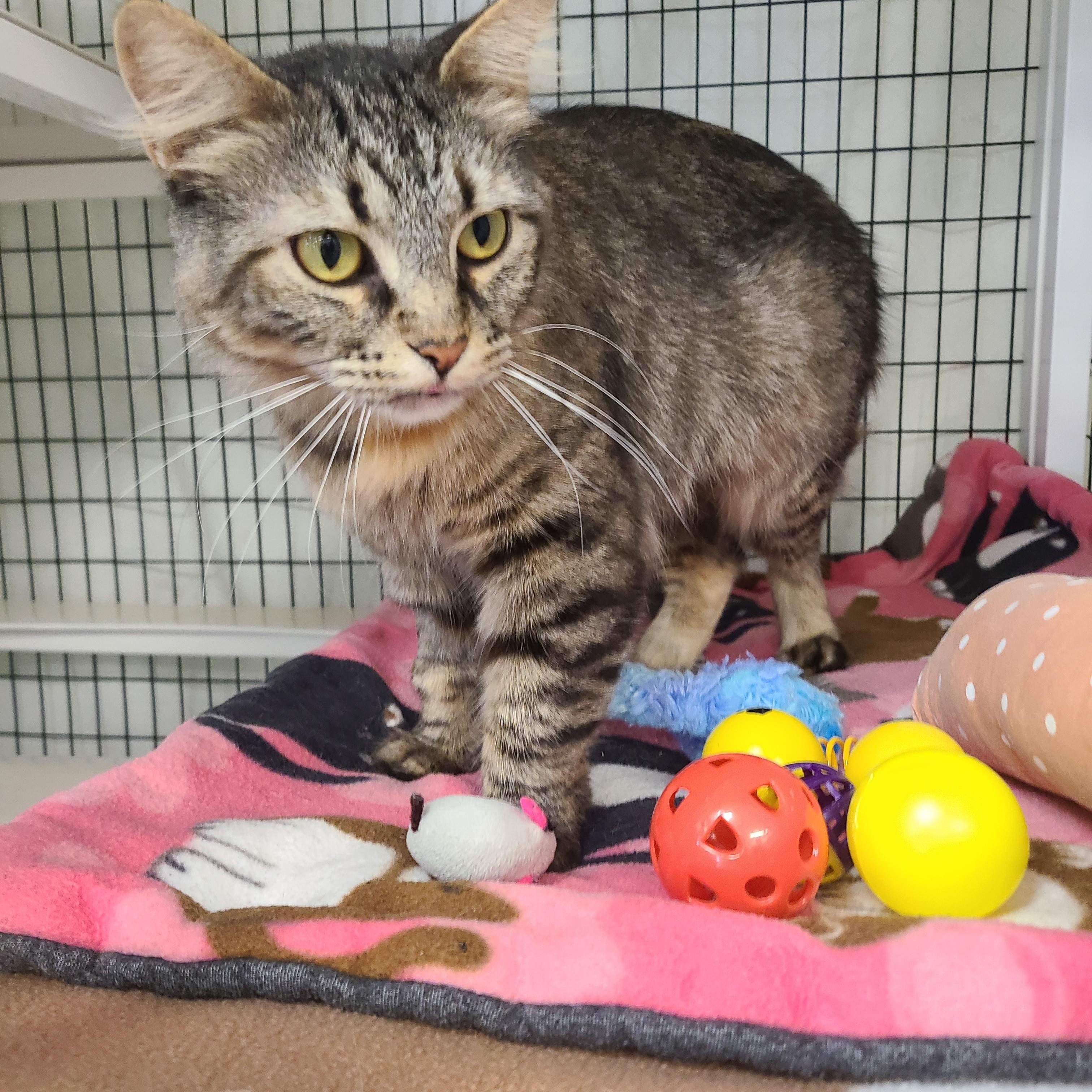 Fern, ADOPTABLE, Young Female Domestic Medium Hair.