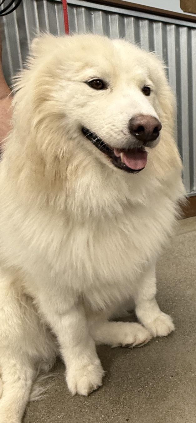 Enlarge Luca, a Adoptable mixed breed in San Rafael, CA image 1/4