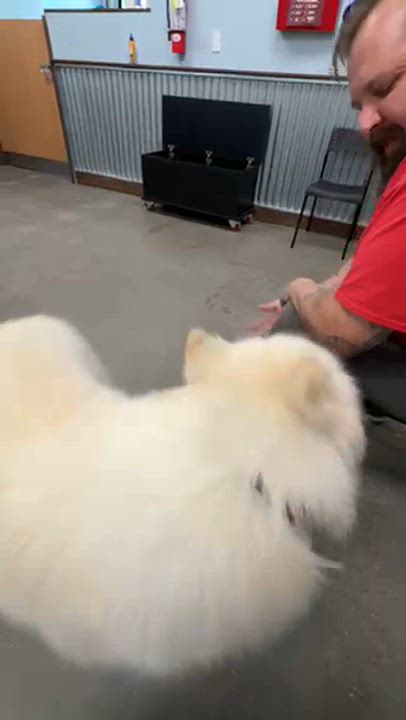 Enlarge Luca, a Adoptable mixed breed in San Rafael, CA video 3/4