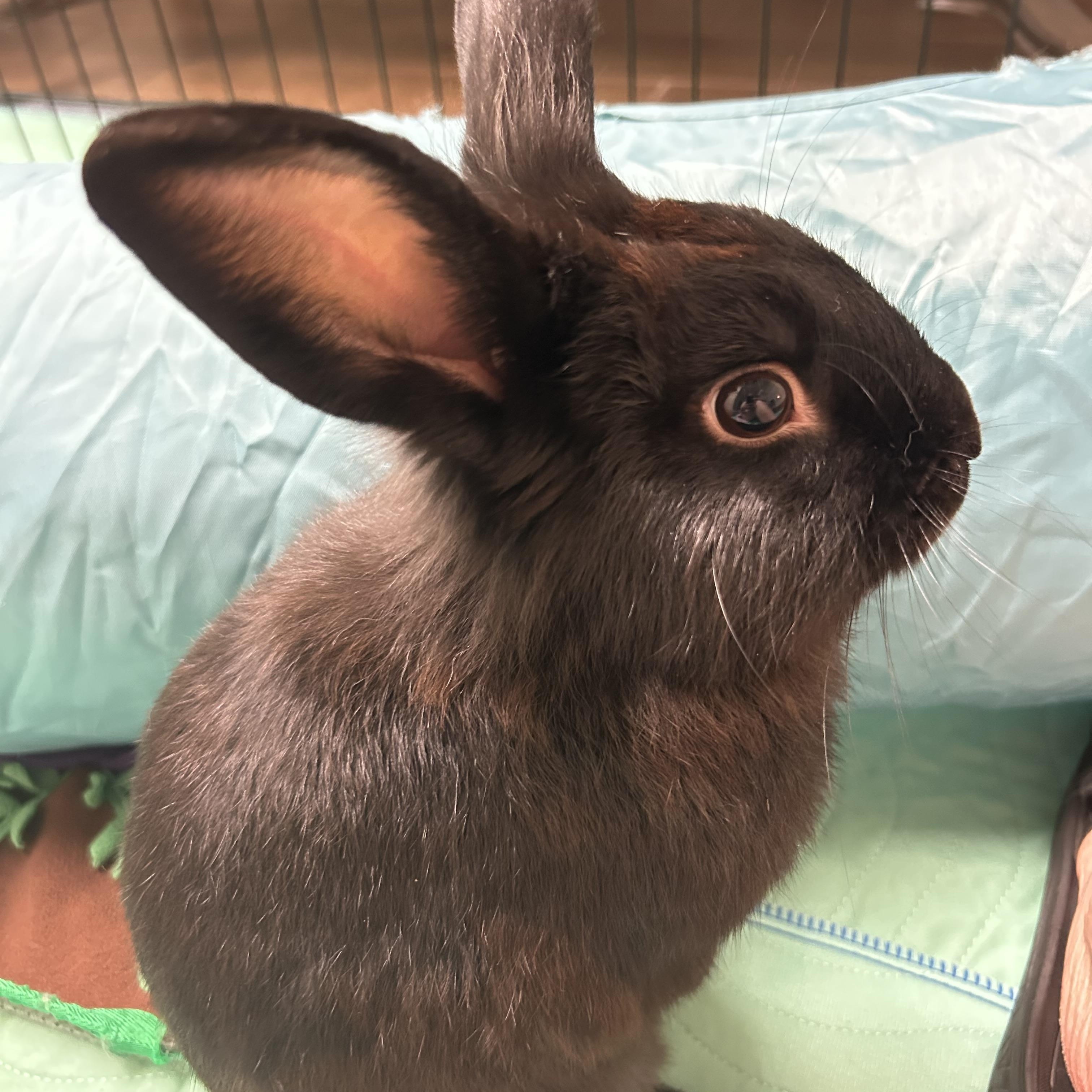 Oatmeal Raisin looking for a Bondmate, Young Male Bunny Rabbit