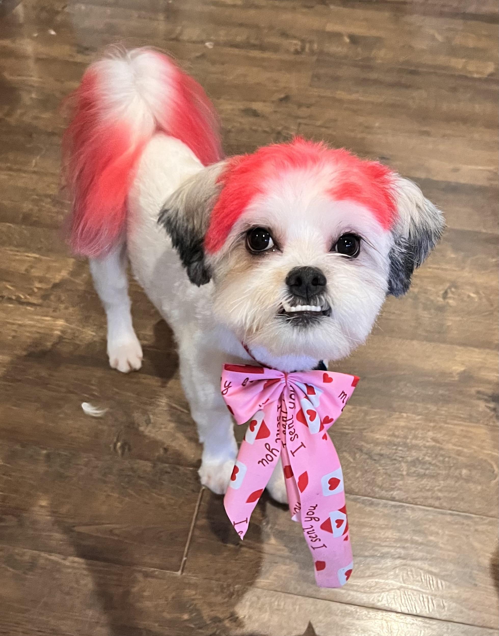 Rocky, ADOPTABLE, Young Male Lhasa Apso & Shih Tzu.