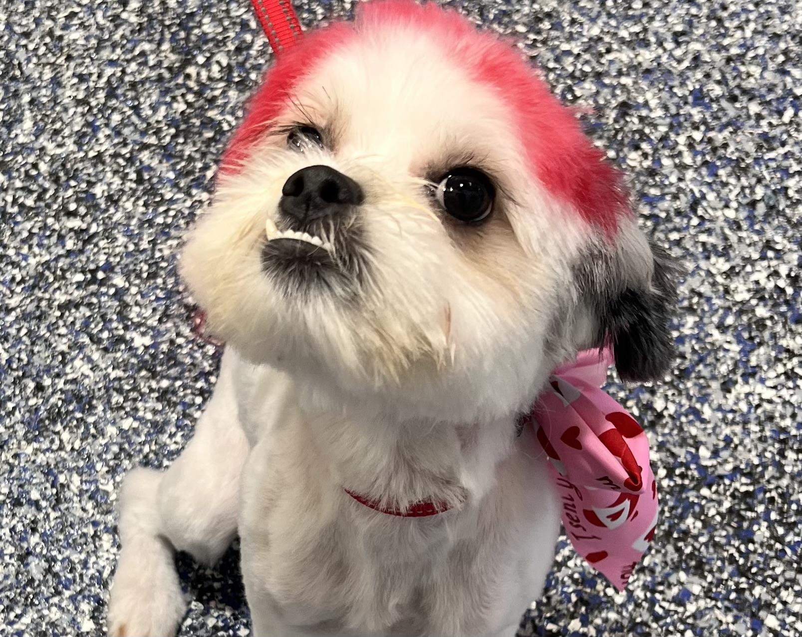 Enlarge Rocky, a ADOPTABLE mixed breed in Encino, CA image 3/3