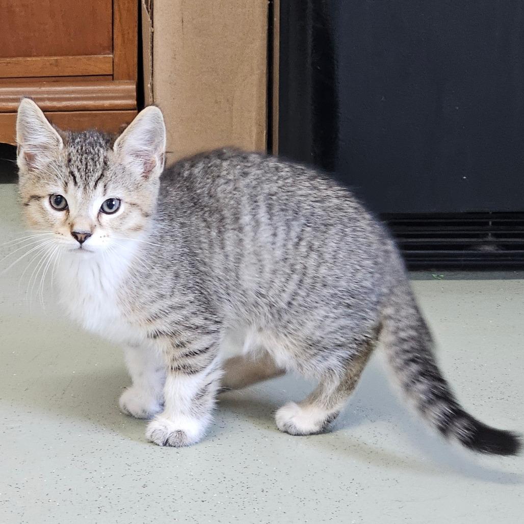 Enlarge Yale, a ADOPTABLE Domestic Short Hair in Toledo, OH image 1/1