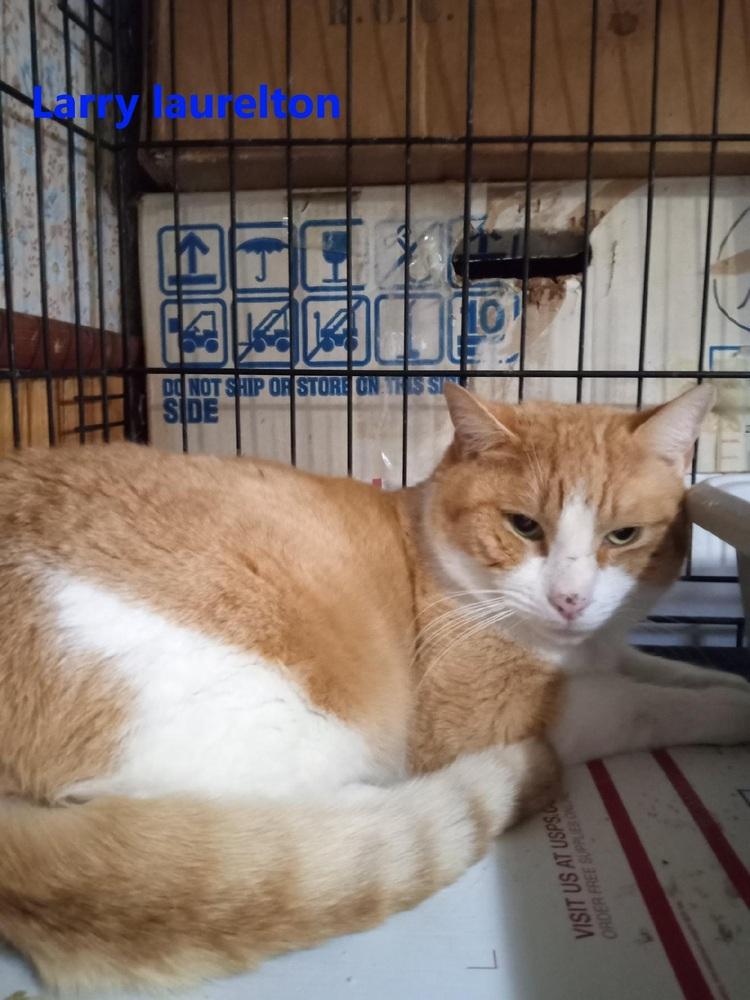 Larry Laurelton, Adoptable, Young Male Domestic Short Hair.