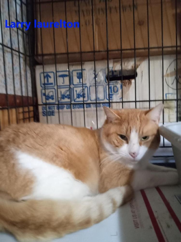 Enlarge Larry Laurelton, a Adoptable mixed breed in Westbury, NY image 2/2