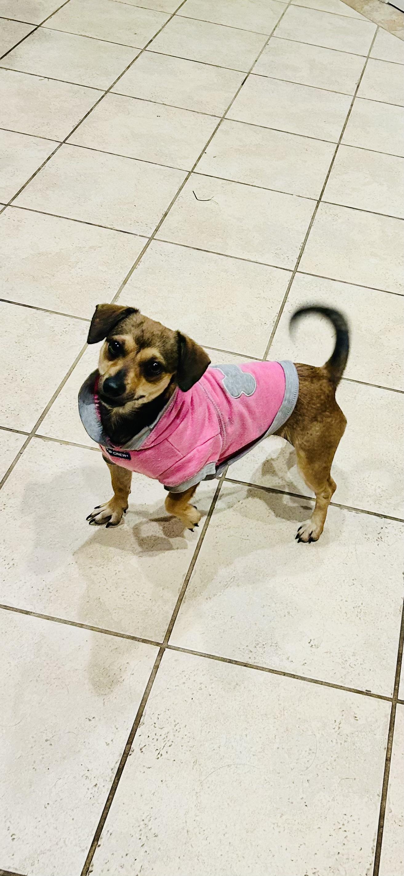 Darla , a ADOPTABLE Terrier in Bakersfield, CA image 6/6