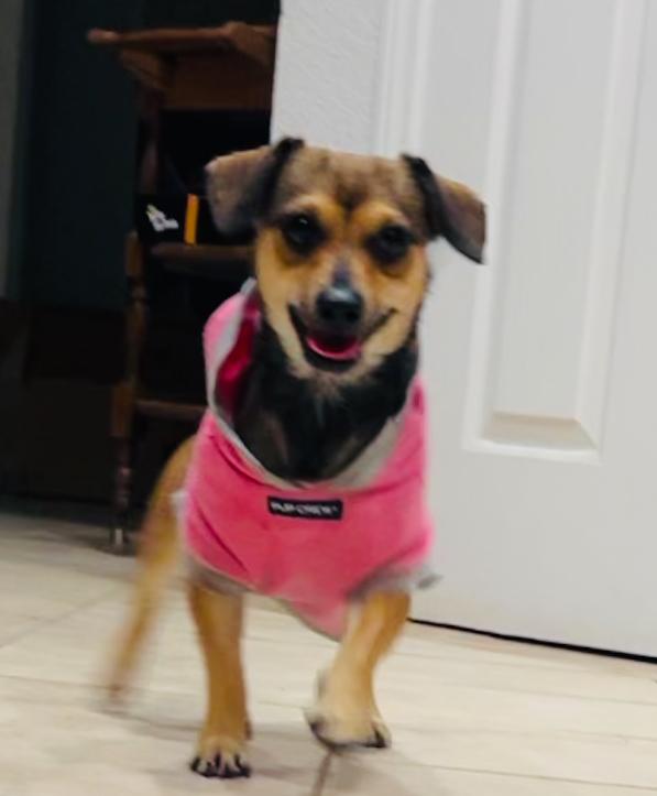 Darla , a ADOPTABLE Terrier in Bakersfield, CA image 2/6