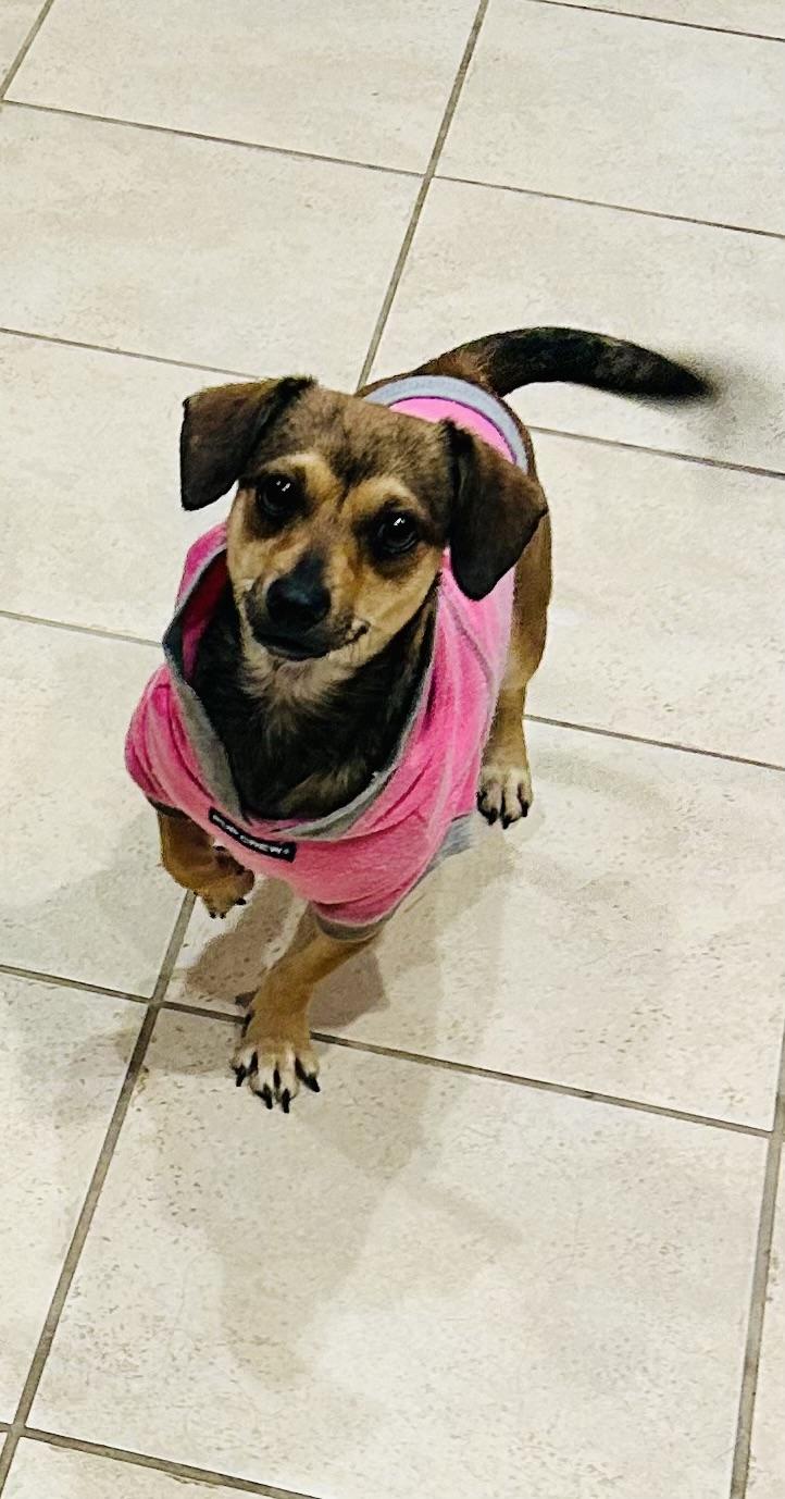 Darla , a ADOPTABLE Terrier in Bakersfield, CA image 5/6