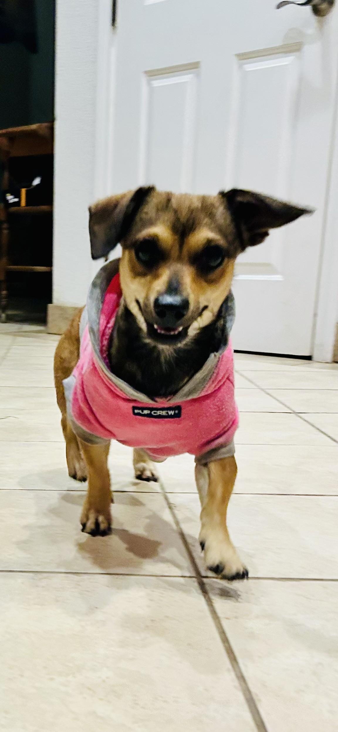 Darla , a ADOPTABLE Terrier in Bakersfield, CA image 4/6