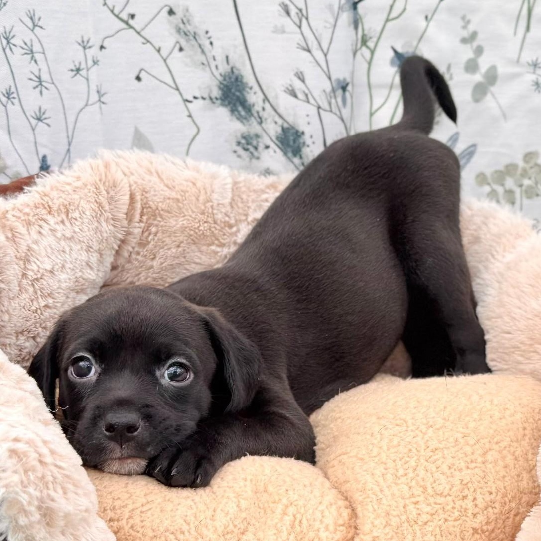 Velvet, adopted, Puppy Female Puggle & Pug.