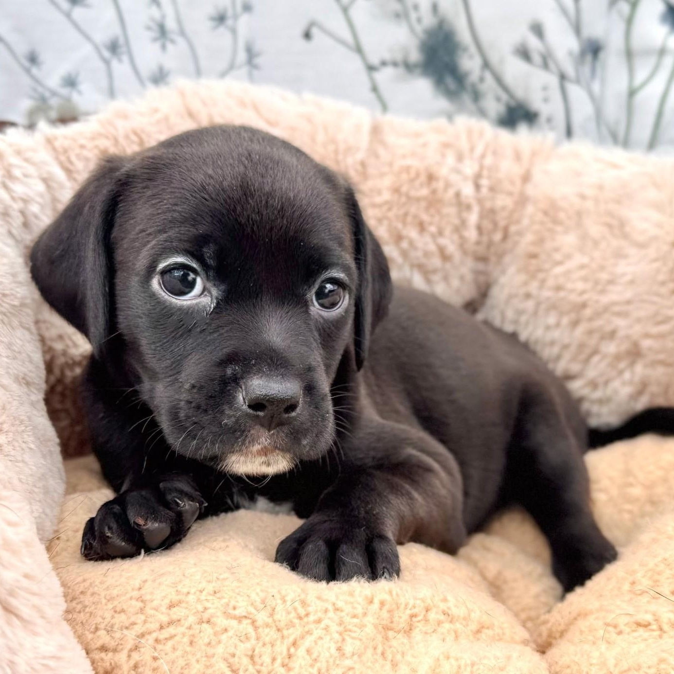 Enlarge Velvet, an adopted mixed breed in Southport, CT image 2/6
