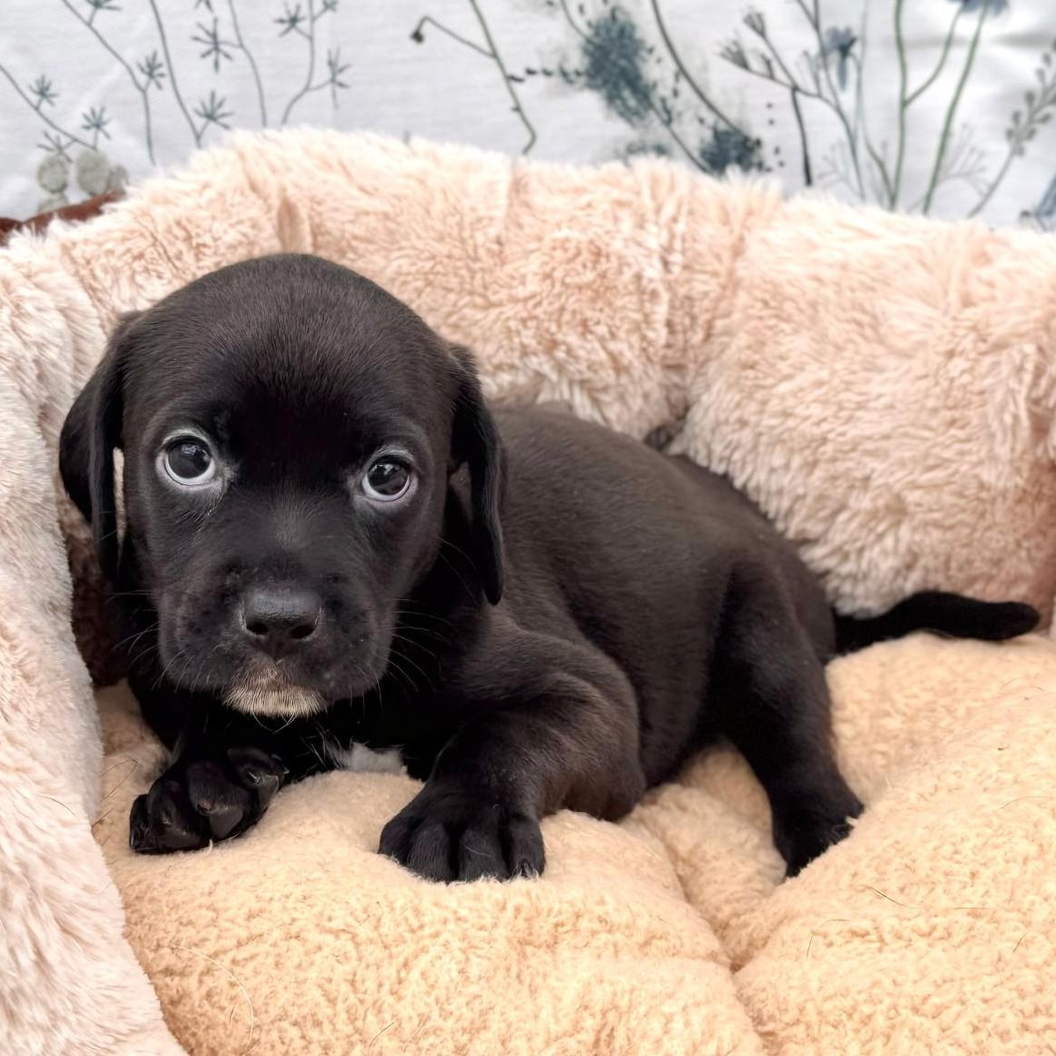Enlarge Velvet, an adopted mixed breed in Southport, CT image 5/6