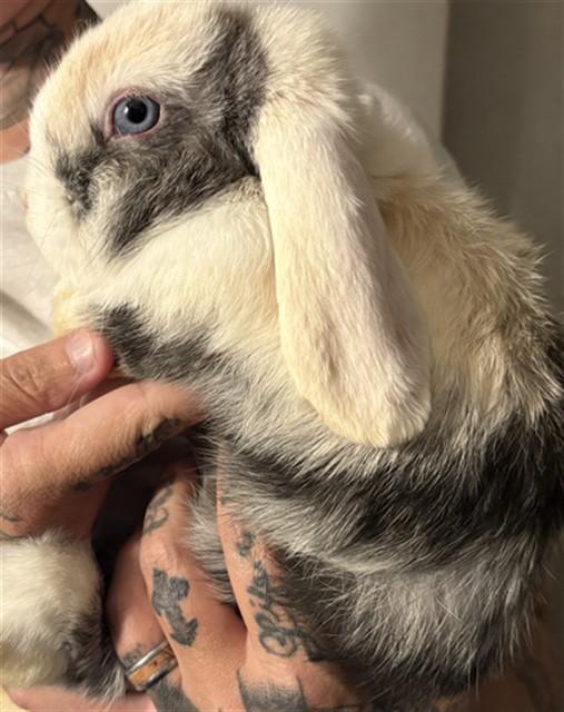 BINX, Adoptable, Young Male Bunny Rabbit.