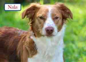 Nala, adopted, Young Female Brittany Spaniel.