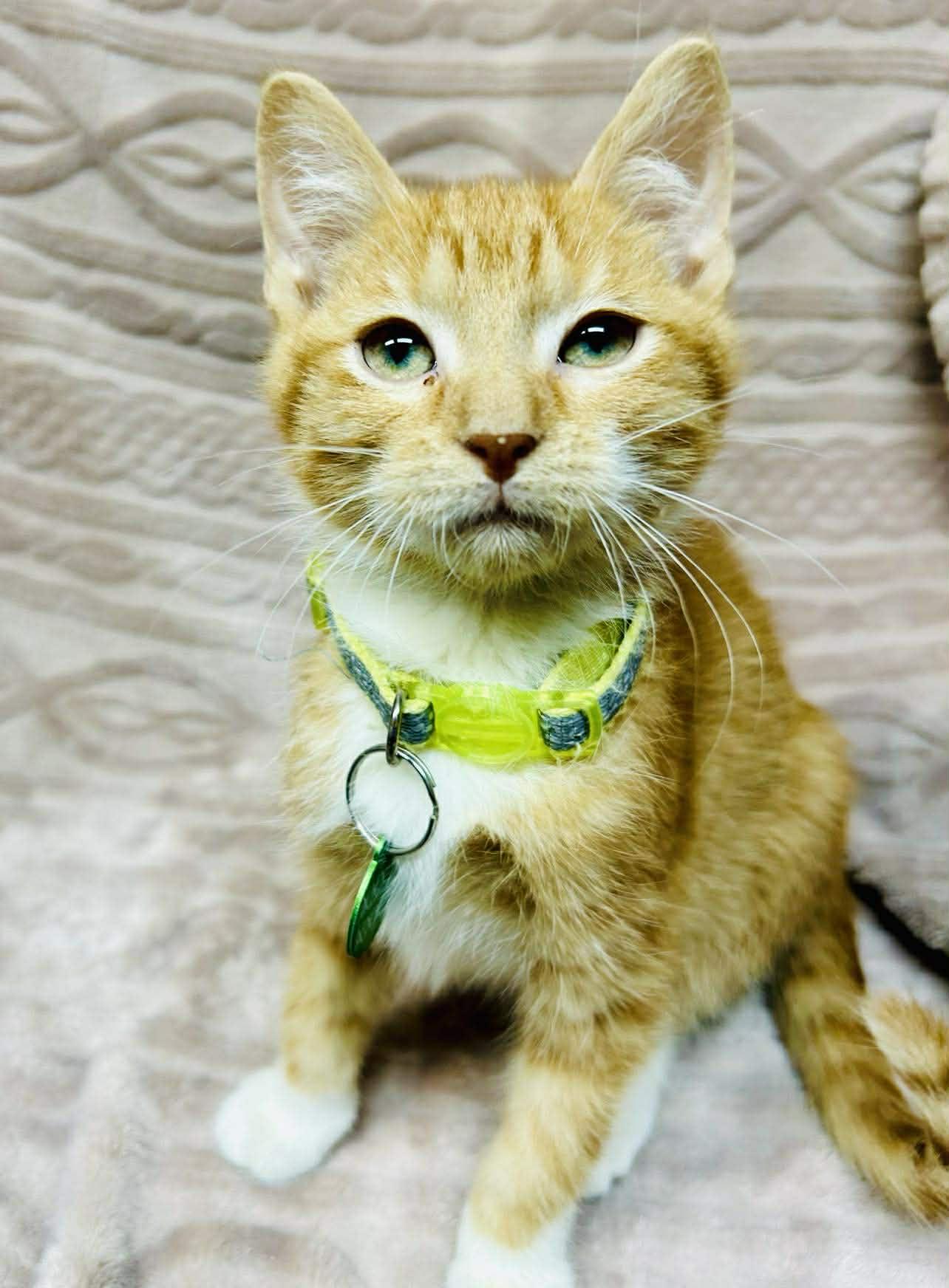 Zest, ADOPTABLE, Kitten Male Domestic Short Hair.