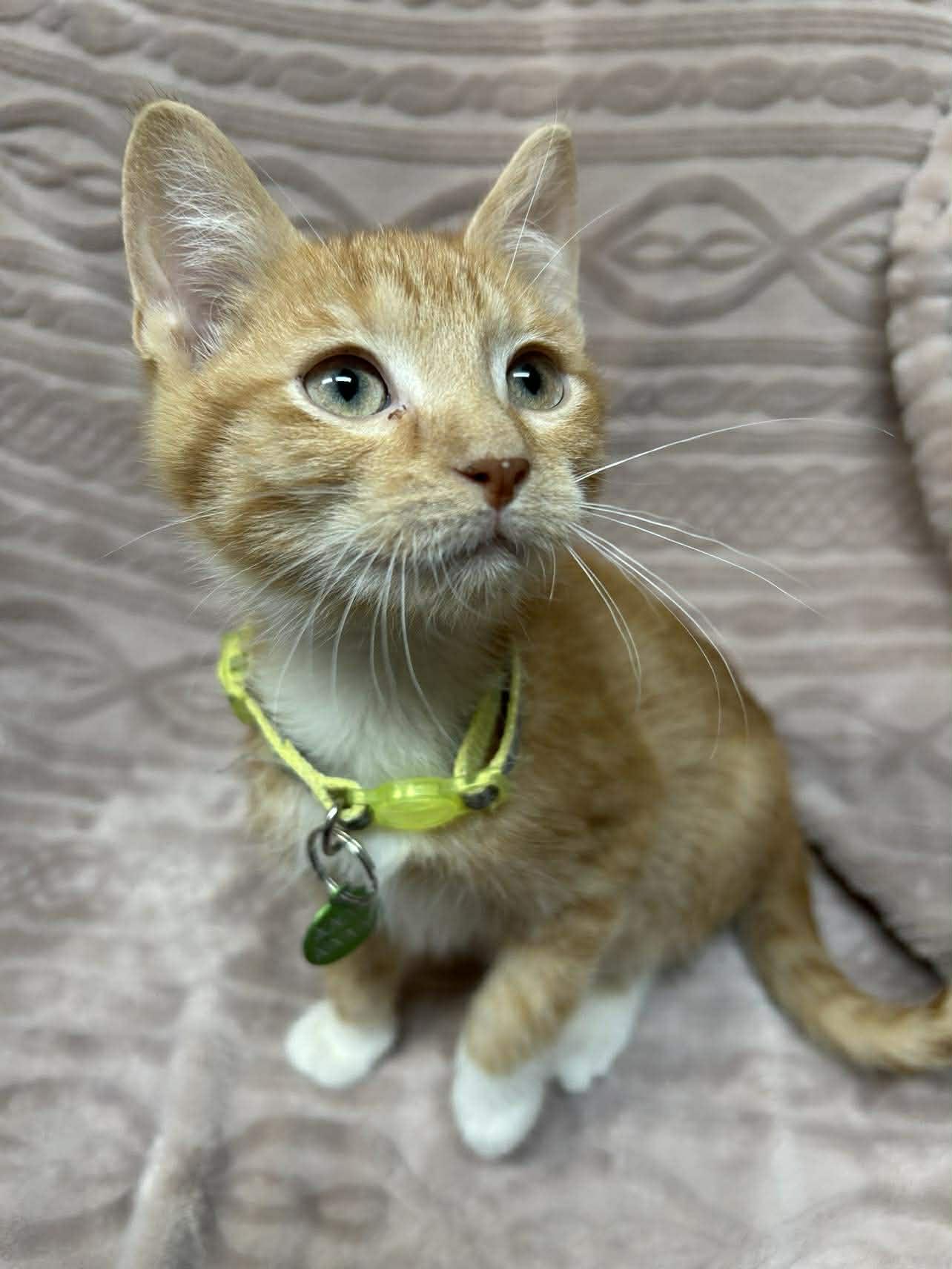 Enlarge Zest, a ADOPTABLE Domestic Short Hair in Alexandria, MN image 3/3