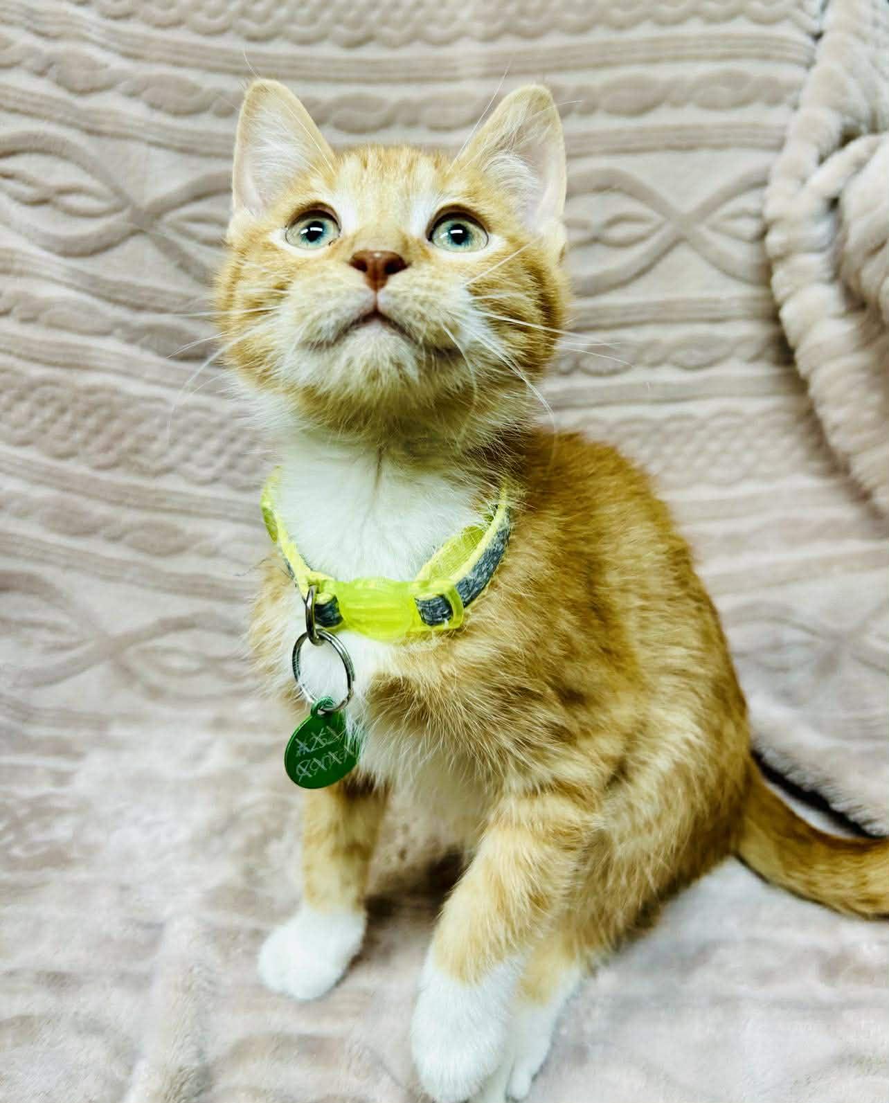 Enlarge Zest, a ADOPTABLE Domestic Short Hair in Alexandria, MN image 2/3