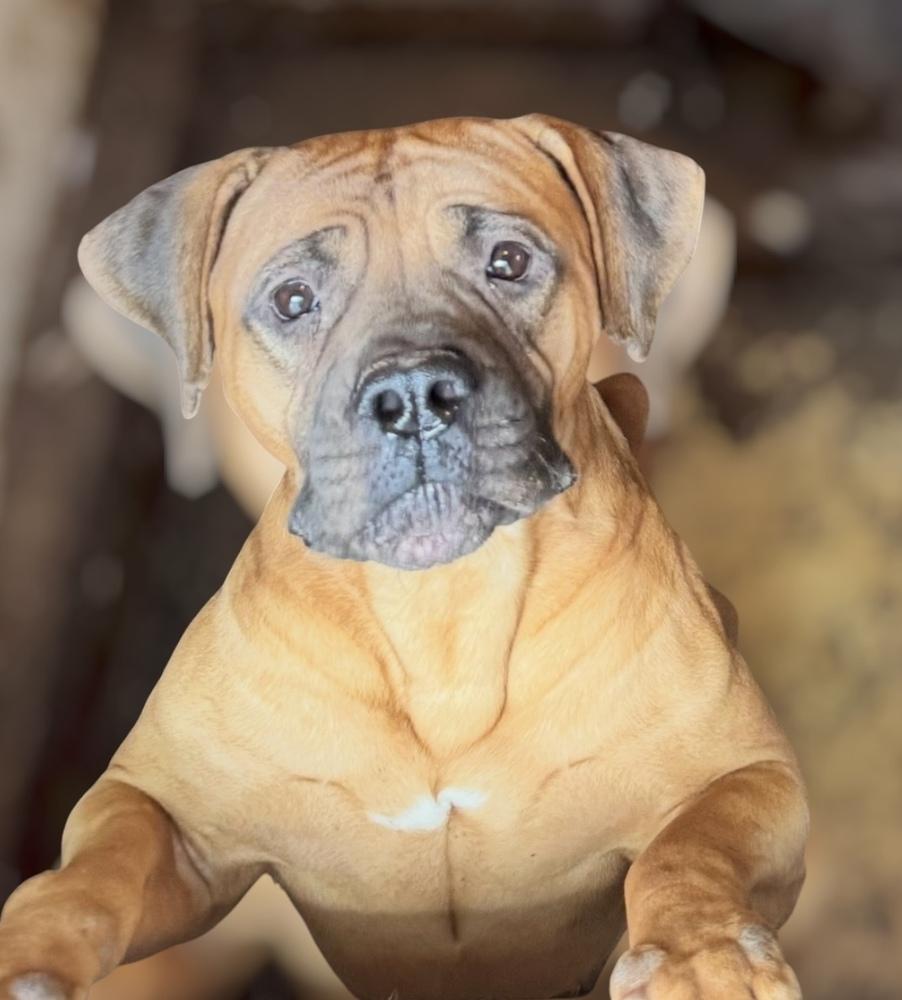 Kona, ADOPTABLE, Adult Female Cane Corso.