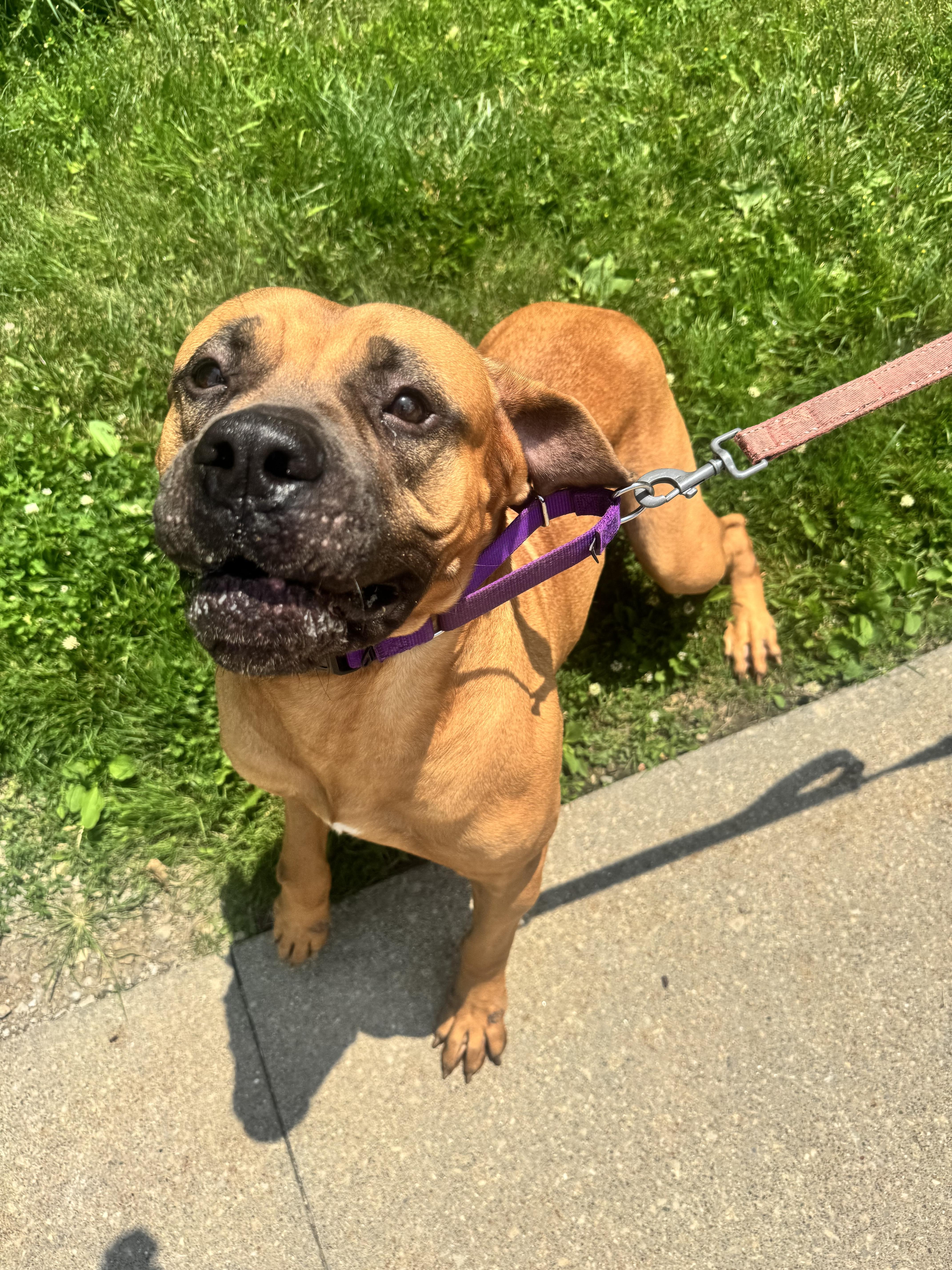Kona, a ADOPTABLE mixed breed in Mansfield, OH image 2/4