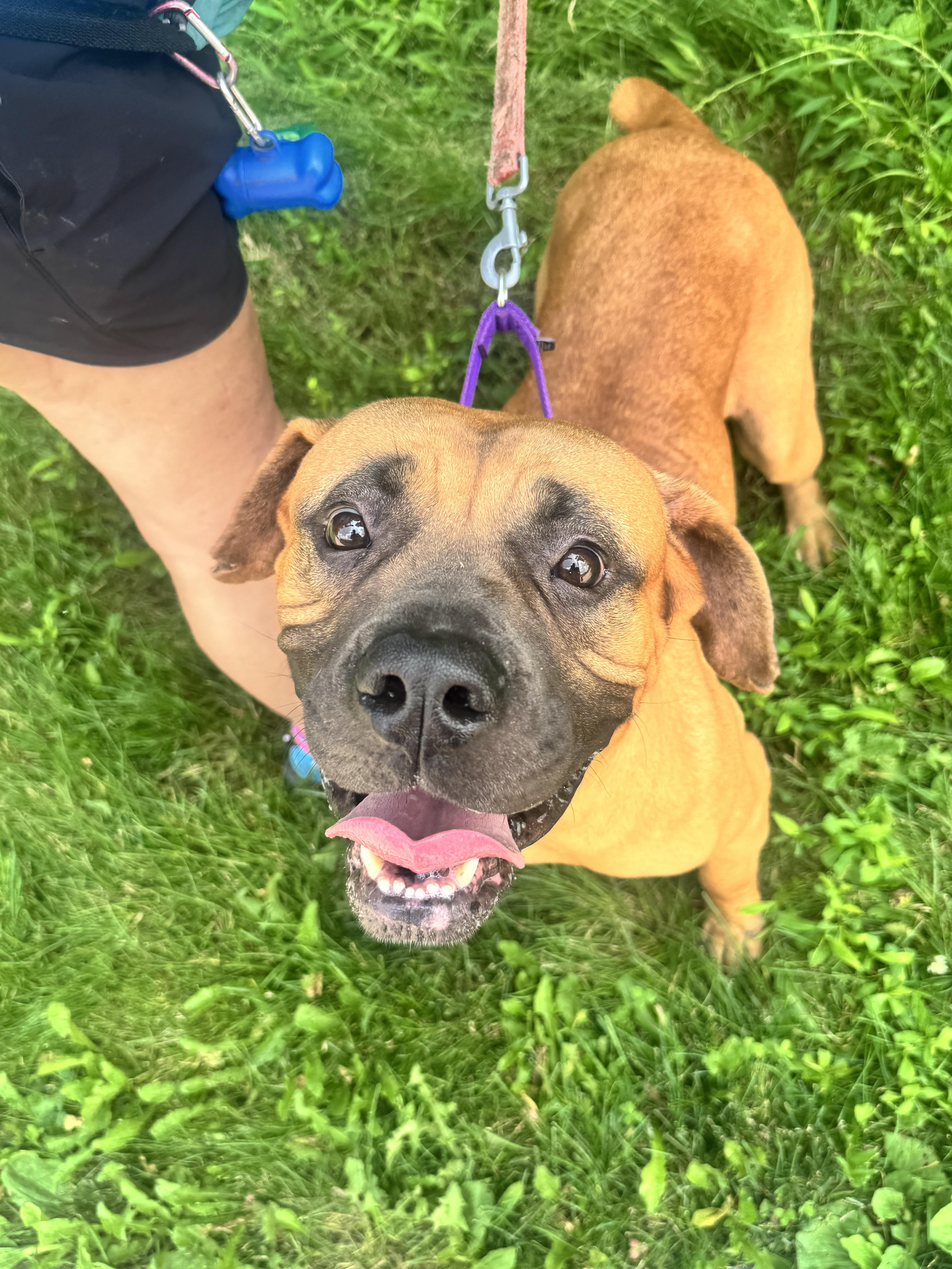 Kona, a ADOPTABLE mixed breed in Mansfield, OH image 3/4