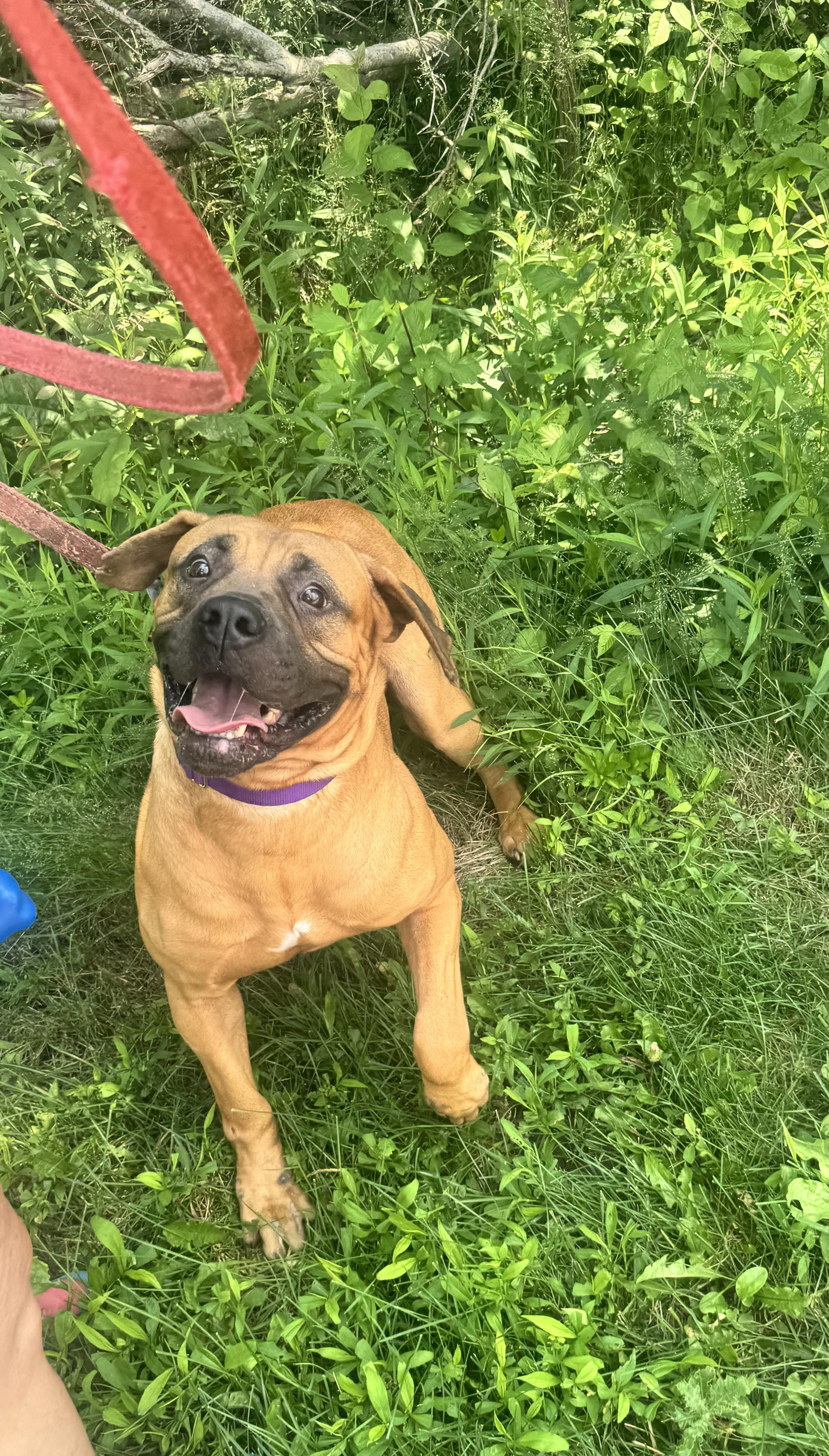 Kona, a ADOPTABLE mixed breed in Mansfield, OH image 4/4