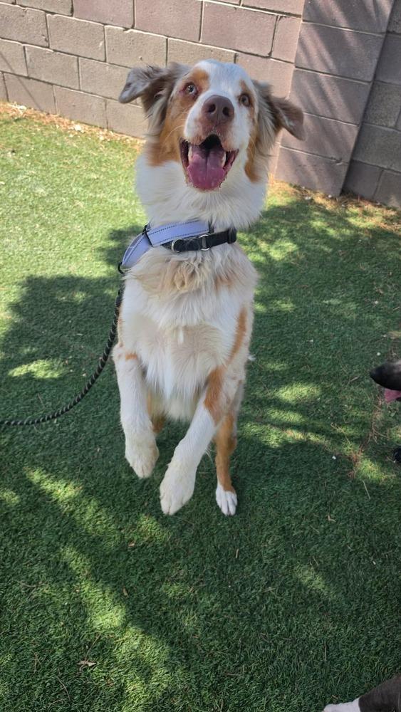 Spur, Adoptable, Adult Male Australian Shepherd.