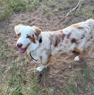 Enlarge Spur, a Adoptable Australian Shepherd in Sedalia, CO image 2/6