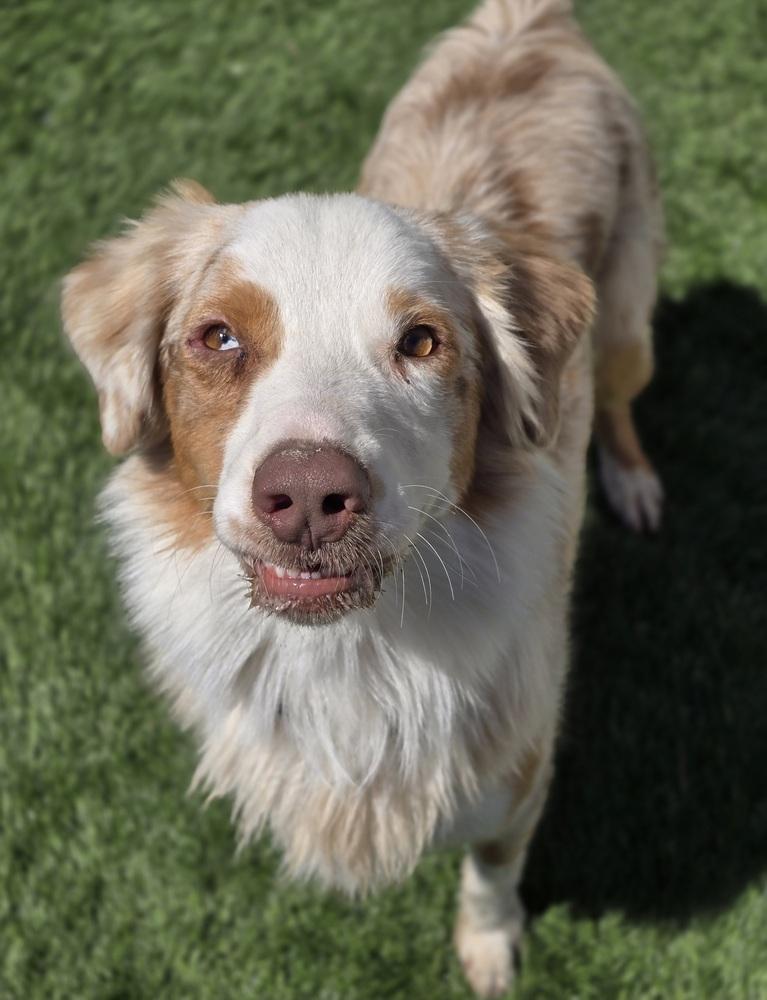 Enlarge Spur, a Adoptable Australian Shepherd in Sedalia, CO image 3/6