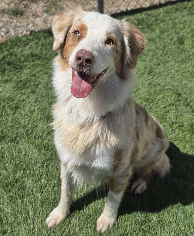 Enlarge Spur, a Adoptable Australian Shepherd in Sedalia, CO image 4/6