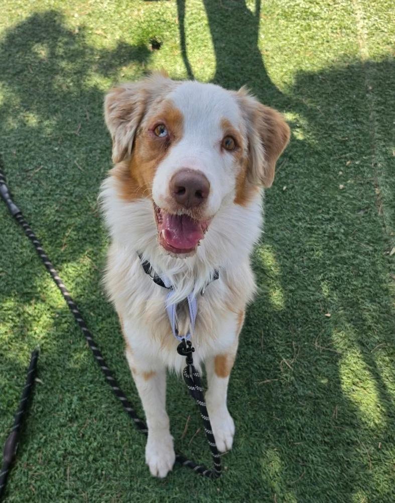 Enlarge Spur, a Adoptable Australian Shepherd in Sedalia, CO image 6/6