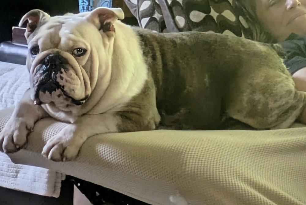 Enlarge Pete Rosey KY4424, a Adopted English Bulldog in Maryville, TN image 1/3