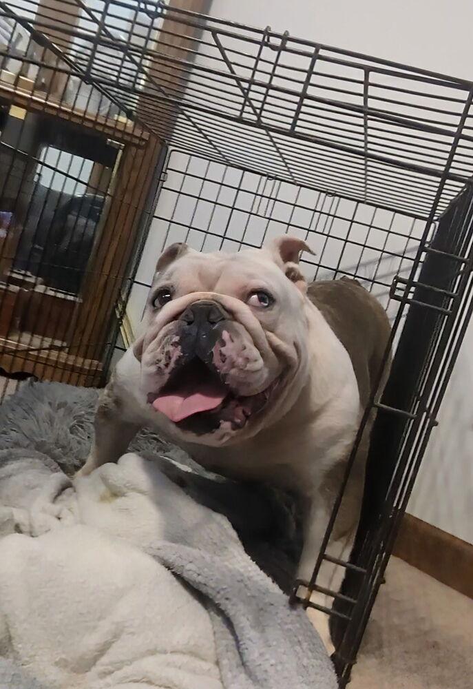 Enlarge Pete Rosey KY4424, a Adopted English Bulldog in Maryville, TN image 2/3