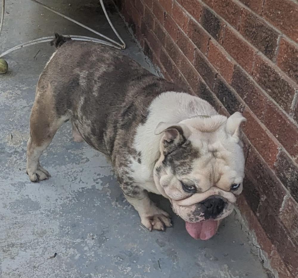 Enlarge Pete Rosey KY4424, a Adopted English Bulldog in Maryville, TN image 3/3