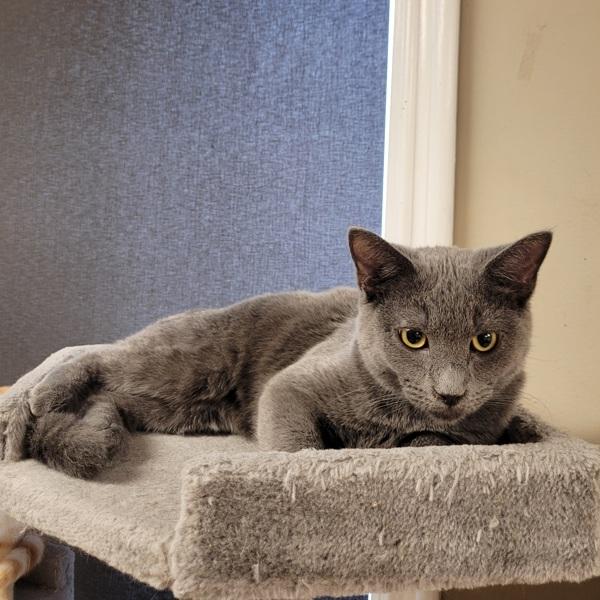 Enlarge Pebbles, a Adoptable mixed breed in Knoxville, TN image 2/6