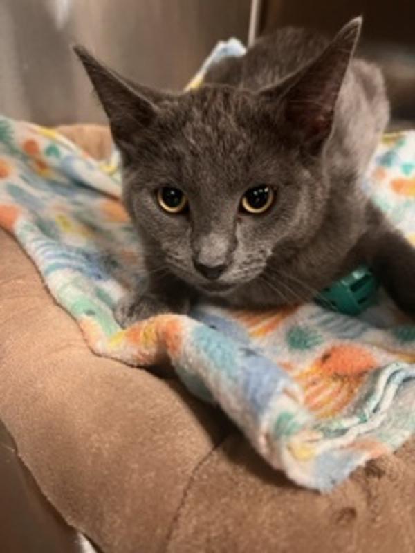 Enlarge Pebbles, a Adoptable mixed breed in Knoxville, TN image 4/6