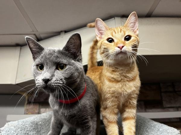 Enlarge Pebbles, a Adoptable mixed breed in Knoxville, TN image 6/6