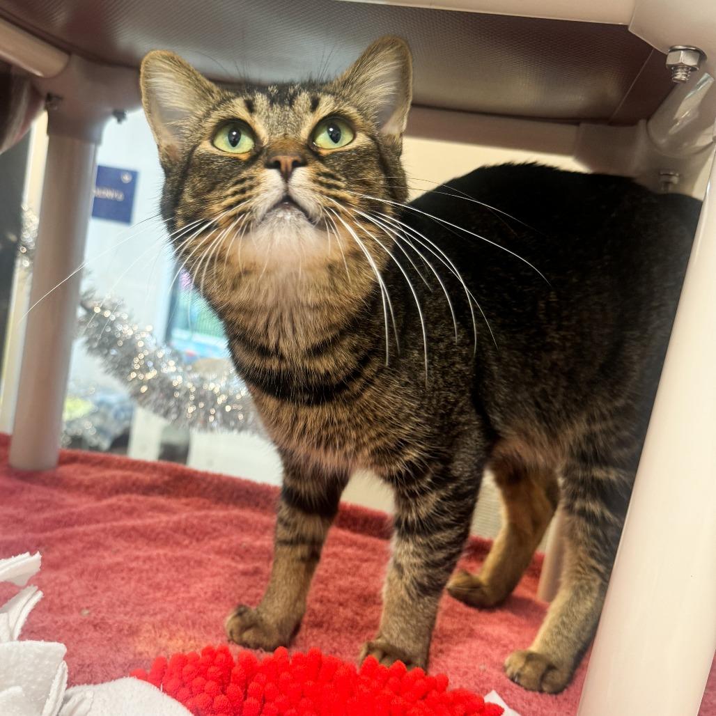 Gidget, Adoptable, Adult Male Manx & Domestic Short Hair.